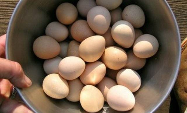 Фазан. инкубация яиц