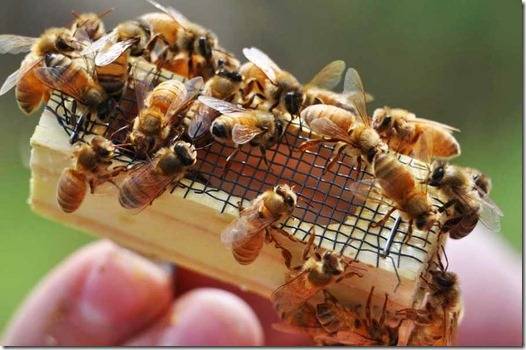 Как сделать отводок пчёл