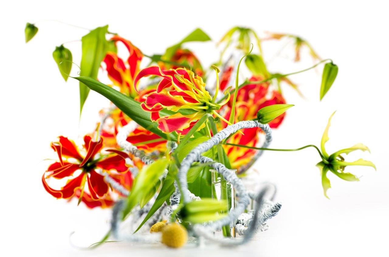 Глориоза – фото инструкции по посадке, уходу и выращиванию цветка в домашних условиях