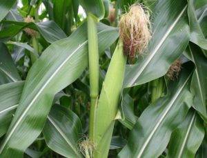 Как вырастить кукурузу? пошаговые инструкции