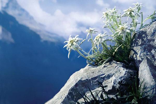 Эдельвейс – горный цветок любви на дачном участке