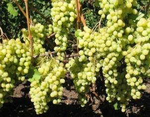 Правила ухода и выращивание винограда в подмосковье
