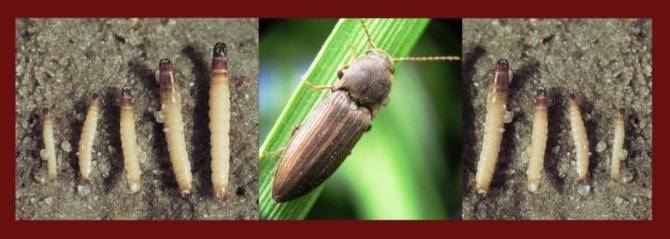 Эффективные методы борьбы с жуком щелкуном