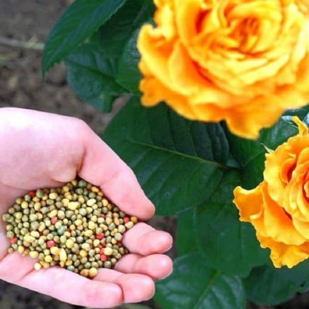 Уход за растениями: чем подкормить розы весной для пышного цветения в саду?