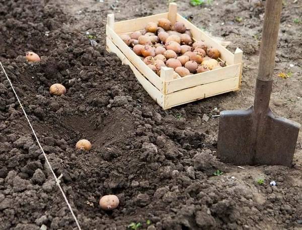 Как собрать картофель уже в июне: 7 секретов раннего урожая