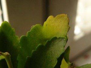 Почему у каланхоэ желтеют листья и как спасти растение? особенности ухода