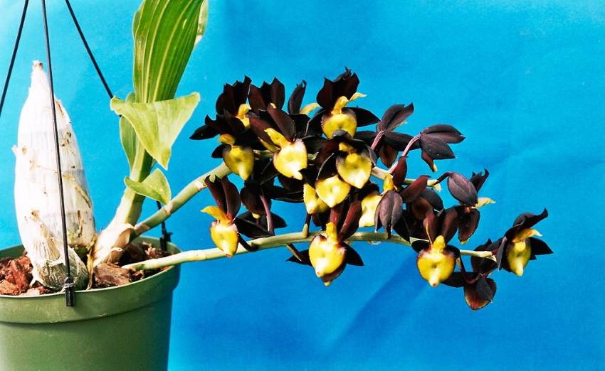 Разновидность и особенности подбора горшков для орхидей