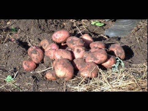 Выращивание картофеля в соломе