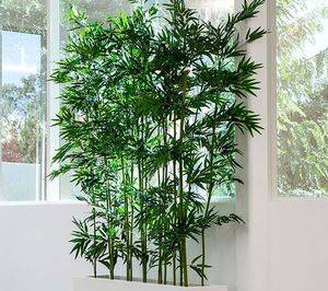 Бамбук: выращивание в открытом грунте