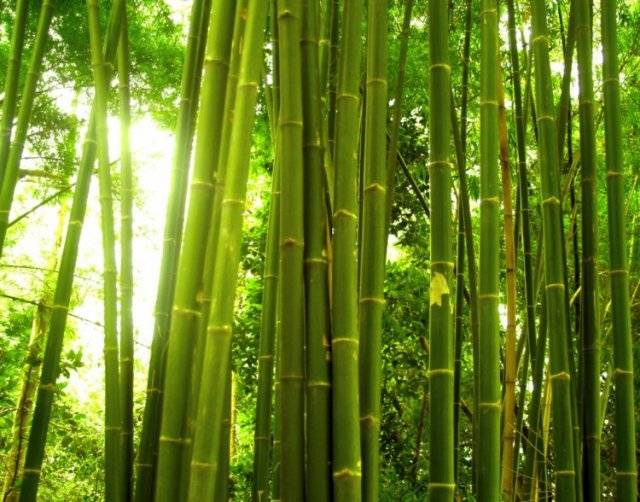 Выращивание и уход драцены сандера или lucky bamboo