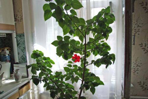 Китайская роза — уход в домашних условиях и размножение