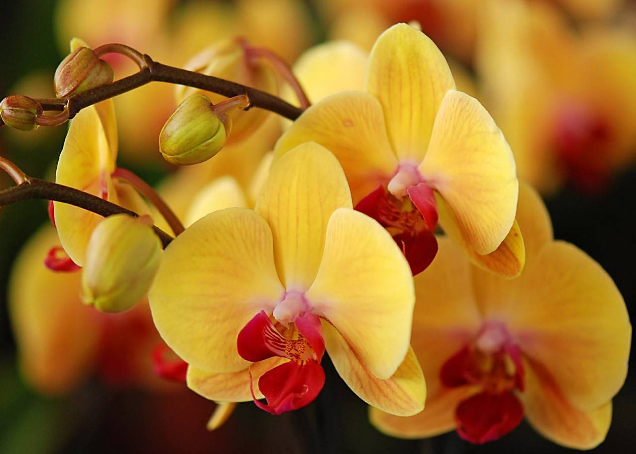 Подробная схема строения орхидеи фаленопсис