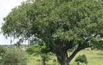 Величественное дерево секвойя покоряет всех своей помпезностью