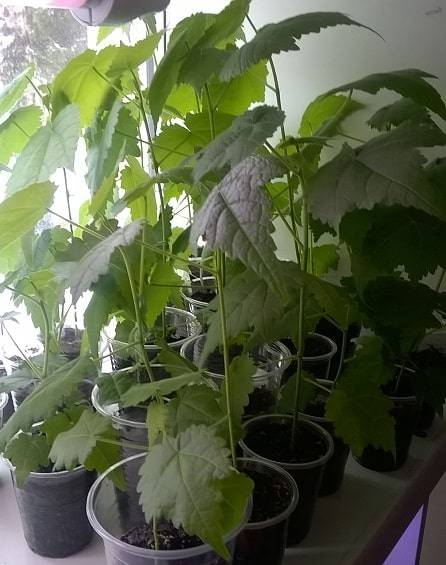 Абутилон: выращиваем изящный «комнатный клён»