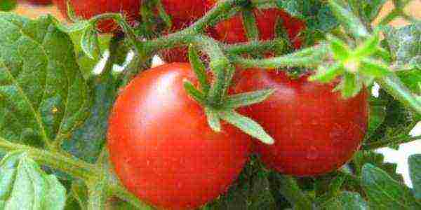 Как вырастить помидоры в ленинградской области
