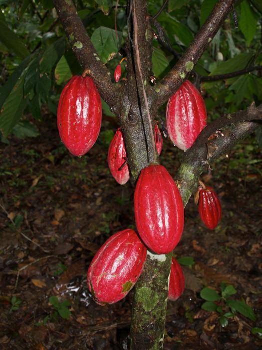 Удивительный путь от боба до шоколадной плитки — дерево какао