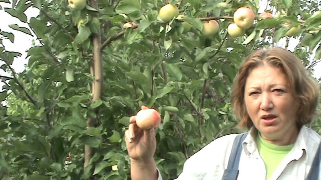 Яблоня грушовка: особенности сорта и ухода