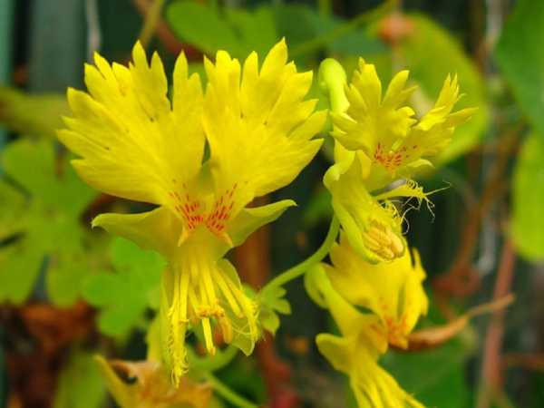 Настурция – незаменимое растение в саду с лианами