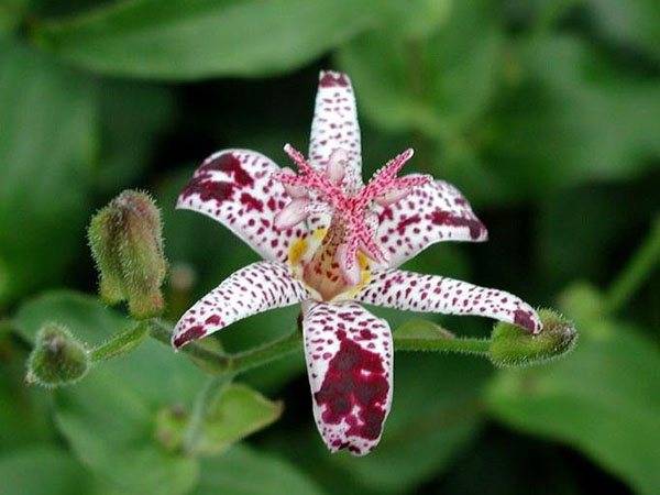 Трициртис - садовая орхидея