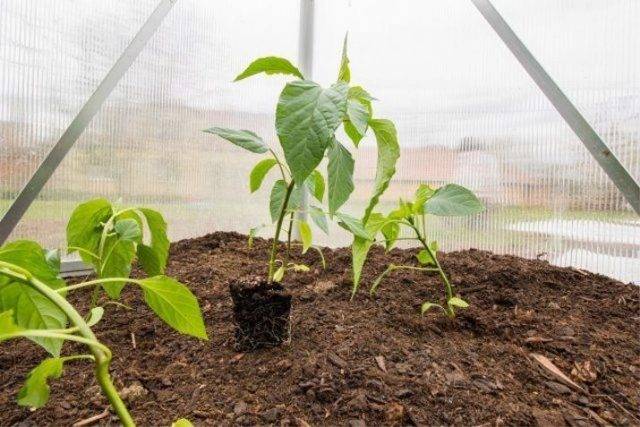 Выращивание перца в теплице: посадка, уход, формирование куста