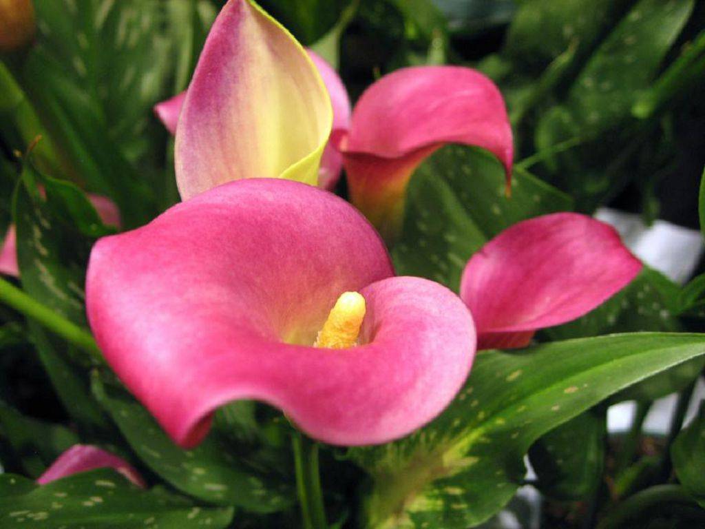 Цветы каллы – как выглядят и как называются сорта и разновидности