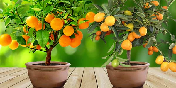 Вырастим символ благополучия — мандарин из косточек в домашних условиях