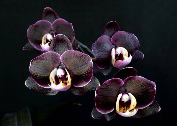 Очаровательные кустовые орхидеи (симподиальные): виды и уход в домашних условиях