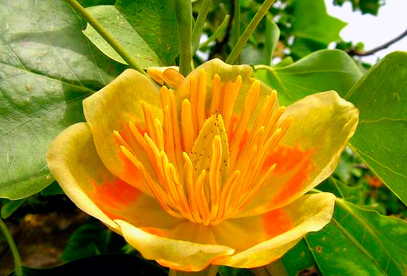 Особенности выращивания тюльпанового дерева дома