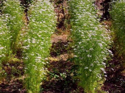 Кинза – выращивание из семян от посева до сбора кориандра