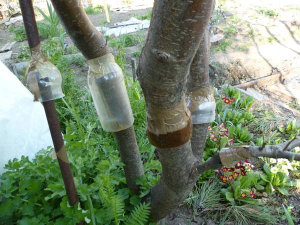 Клеевые ловчие пояса – механическая защита сада от вредителей
