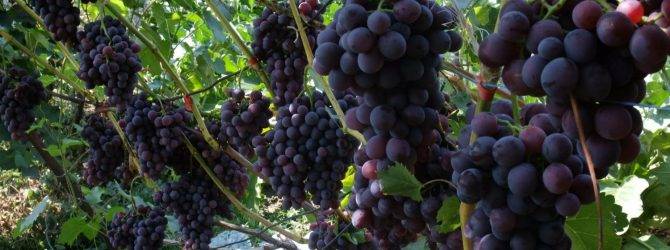 Древесная зола – как вид удобрения виноградника (видео)