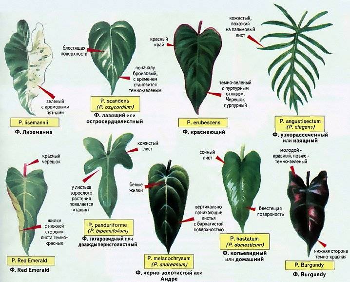 Филодендрон: описание и уход за растением