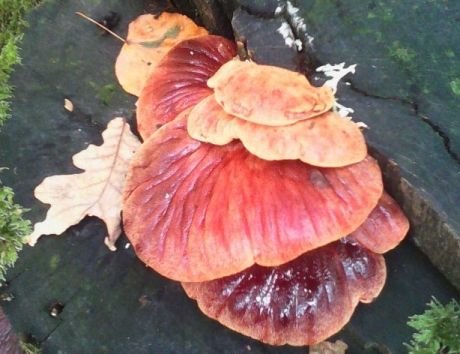 Чудо природы или съедобные грибы необычной формы и раскраски