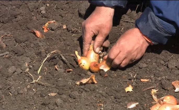 Лук шалот — сорта, посадка, выращивание, уборка и хранение
