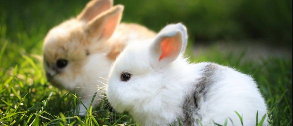 Кормление крольчат без крольчихи