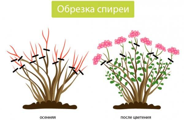 Когда и как правильно размножить спирею?