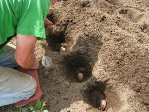 Внесение удобрений под картофель на песчаных почвах, видео