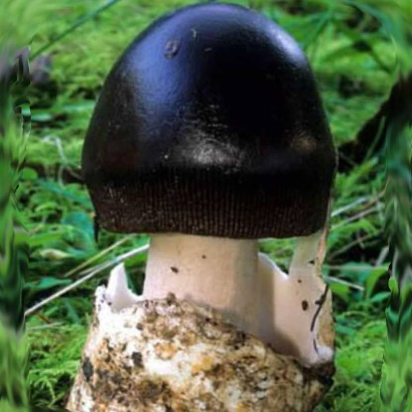 Съедобные грибы похожие на грузди