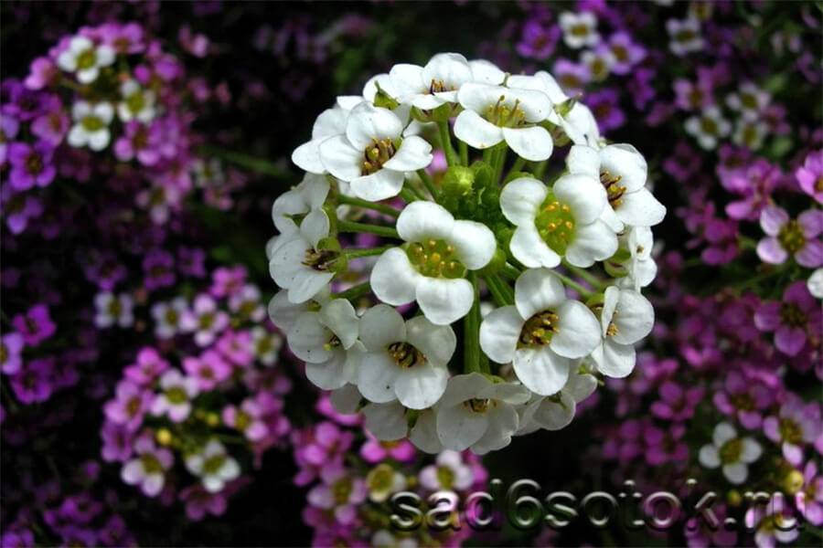 Алиссум скальный – солнечный цветок для весеннего сада