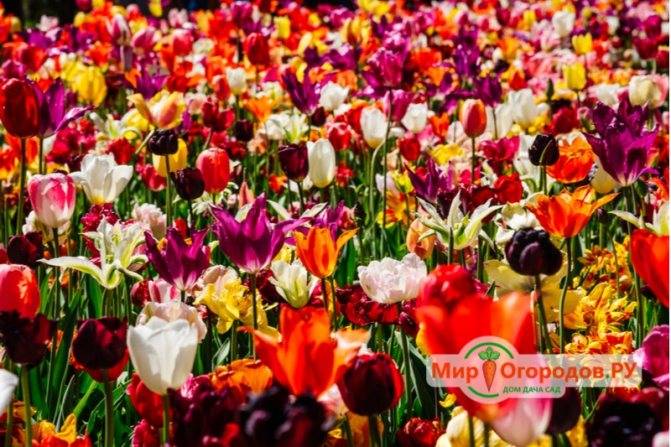 Классификация тюльпанов: классы, виды и лучшие сорта