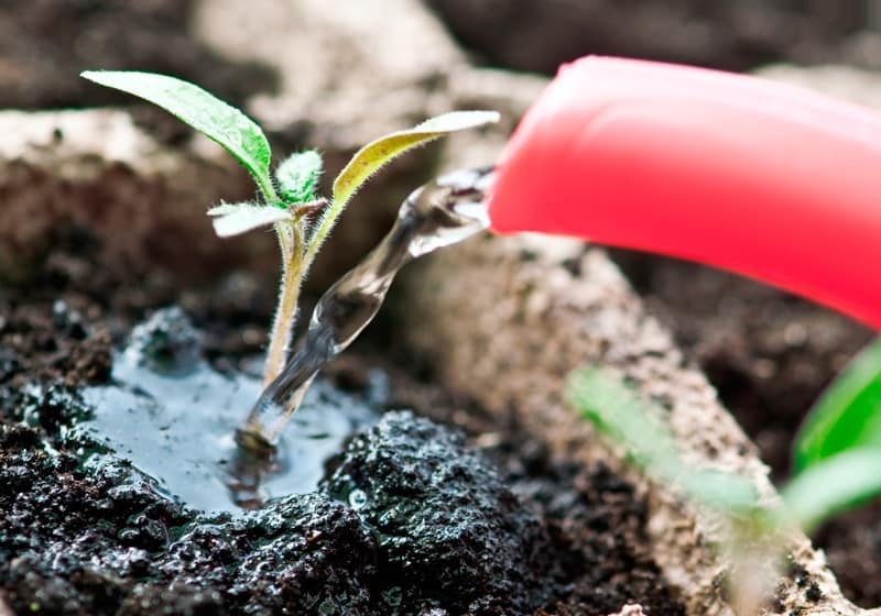 Удобрения для рассады – какие выбрать и как подкармливать растения