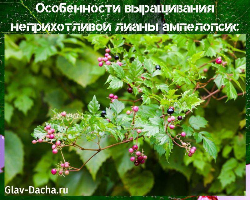 Ампелопсис