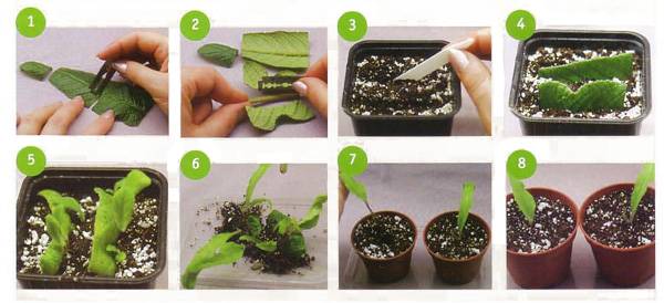 Способы размножения фиалки листом в домашних условиях