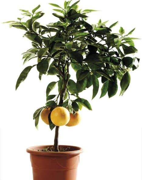 Перечень эффективных удобрений для лимона и цитрусовых в горшке