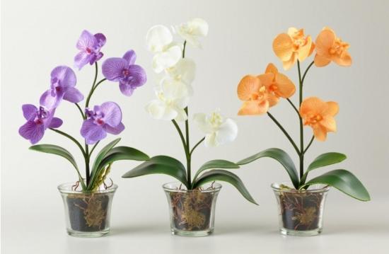 Инструкция, как правильно посадить орхидею в горшок