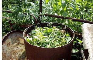 Травяной настой для подкормки растений — правильный рецепт и применение