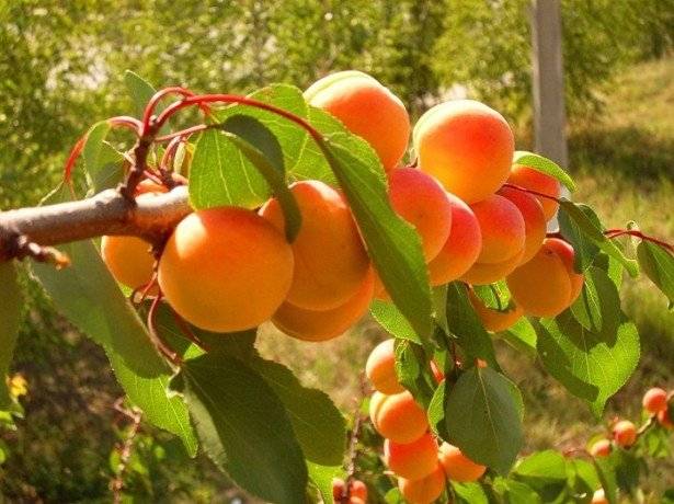Как правильно посадить абрикос и ухаживать за ним в средней полосе