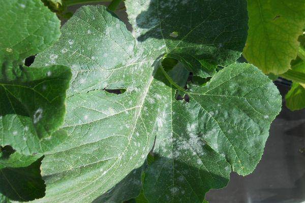 Причины и методы лечения белого налета на листья смородины