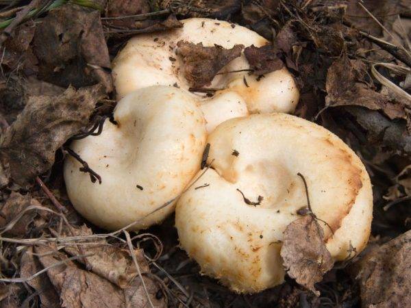 Где растут грибы грузди, их виды и описание (+26 фото)