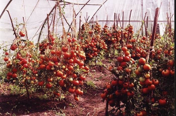Повышаем урожайность помидоров. метод маслова